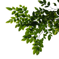 green tree branch isolated on white background