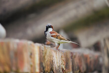 A Cute House Sparrow Bird Sit On A Wall In A Beautiful Day, Close Up View With Beautiful Blurred Background 