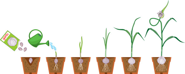 Sticker - Life cycle of garlic plant. Growth stages from seeding to harvesting bulb crops. Garlic plant with root system in flower pot isolated on white background