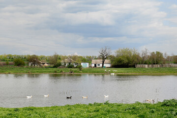 Poster - Ducks swimming in lake near village under sky with clouds