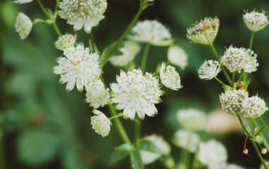 Wall Mural - Grande astrance ou Astrantia major . Inflorescences en ombelles blanches pointées de vert sombre, entourées de grandes bractées en collerettes, veinées de vert à l'extrémité de tiges raides