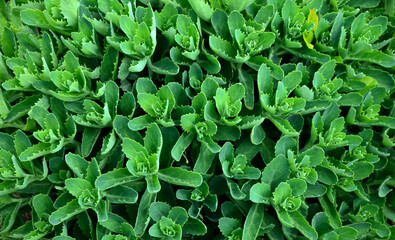 Canvas Print - Orpine. Sedum foliage, greenery garden plants at springtime.