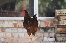 Free Range Chicken On Home Porch Peeking In Window On Farm.