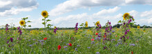 Field With Variety Of Bee-friendly Flowers, Blue Sky With Clouds