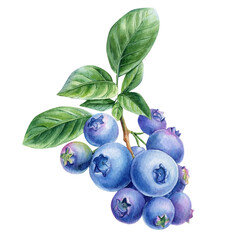 Blueberry branch, berries and leaves on an isolated white background. Watercolor botanical illustration