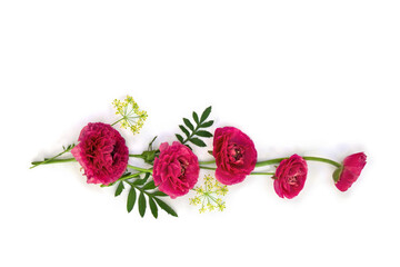 Wall Mural - Pink flowers buttercups on a white background with space for text. Top view, flat lay