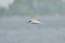 Common Tern (Sterna Hirundo) Flying In The Grey Sky.