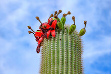 Saguaro Cactus Flower Near Tucson, AZ  USA