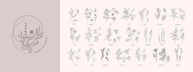 Wall Mural - Vector hand drawn herbs and spices set. Vintage trendy botanical elements. Hand drawn line leaves branches and blooming. . Vector trendy