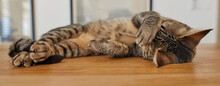 Cute Tabby Cat Sleeping On A Table At Home. Funny Pet Domestic Shorthair Lying On A Wooden Surface, Relaxing Inside. Adorable Spoiled Striped Brown Kitten Covering Its Face With Paw While Napping