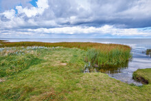 Landscape Of Marsh Lake With Reeds Against A Cloudy Horizon. Green Field Of Wild Grass By The Seaside With A Blue Sky In Denmark. A Peaceful Nature Scene Of Calm Sea Or River Near Vibrant Wilderness