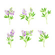 Alfalfa plants set. Medicago sativa or lucerne twigs. Superfood, ayurvedic medical herb vector illustration