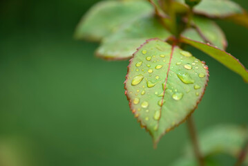 Wall Mural - green rose leaves in dew drops. selective focus.