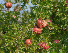 Closeup Of Red Pomegranate Growing On A Tree In An Orchard On A Summer Day. Zoom On Bursting Overripe Seeded Fruit In A Garden Or Backyard With Copy Space. Sweet Winter Snack Ready For Harvest