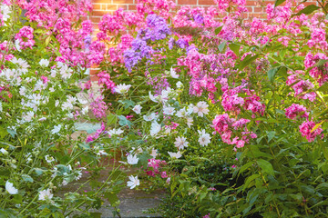 Wall Mural - A garden with white cuckoo flowers and Phlox Paniculata Pink Flame flowers. Bush of blooming flowers in the garden on a sunny day. A meadow filled with colorful flowers with a wall in the background