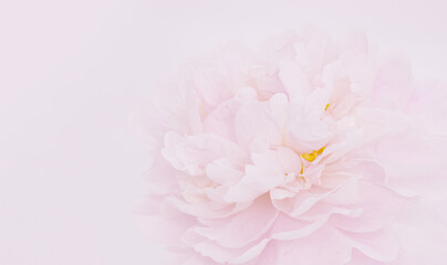 Wall Mural - Light pink background with blurred peony flower