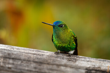 Wall Mural - sapphire-vented puffleg - eriocnemis luciani hummingbird in the brilliants, ¨tribe heliantheini in s