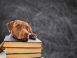 © Svetlana - Back to school. Lovable, adorable puppy and vintage books. Close-up, isolated background. Studio shot, day light. Concept of care, education, obedience training and raising of pets