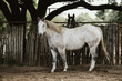 Gray gelding horse on Texas ranch for portrait, looking at camera.