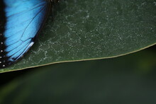 The Wing Of A Blue Monarch Butterfly On A Background Of A Green Leaf