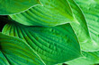 © evannovostro - Hosta green leaves pattern. Natural background