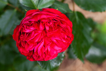 Fotomurales - Scarlet rose flower grows in a garden, macro photo
