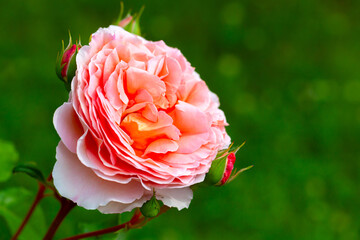 Fotomurales - Hybrid tea rose, pink flower grow in a garden
