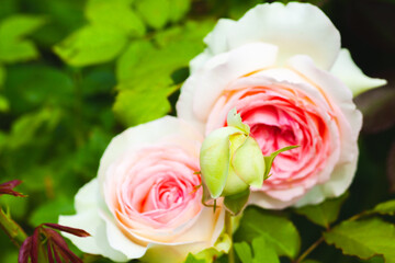 Fotomurales - Hybrid tea roses, pink white flowers grow in a garden. Close-up