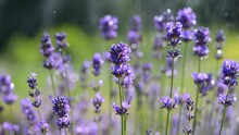 Purple Lavender Flowers On A Field In Rain Drops
