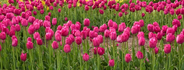 Poster - Blooming bright pink tulip flowers, green lawn in a city park. Spring, early summer. Holland, Netherlands, Europe. Landscaping design, gardening, floristics, bulb plants