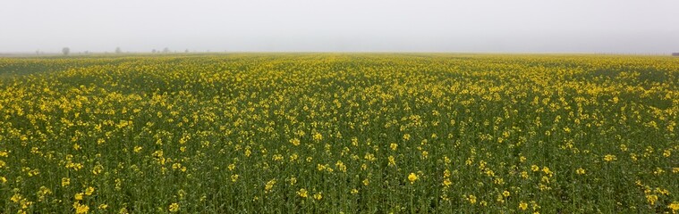 Poster - Blooming yellow rapeseed field in a thick fog. Rural landscape. Spring, early summer. Agriculture, biotechnology, fuel, food industry, alternative energy, environment, nature