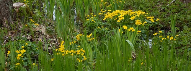Wall Mural - Yellow flowers (Caltha palustris, marsh-marigold), green leaves. Overgrown forest river, swamp. Spring, early summer. Nature, environment, ecosystem, plants, botany themes