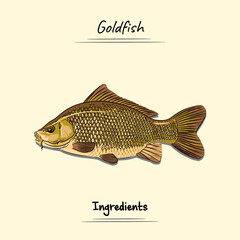 Goldfish Illustration Sketch And Vector Style. Good to use for restaurant menu, Food recipe book and food ingredients content.