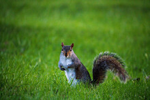 Squirrel In The Park