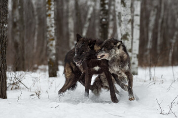 Wall Mural - Two Black Phase Wolves (Canis lupus) Scuffle Winter