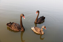 Black Swans Swim In The Water