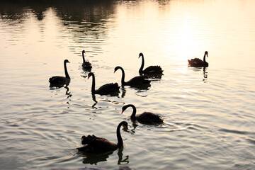 Black swans swim in the water