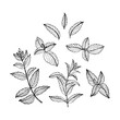 © chekiwart - Sketch style illustration of mint