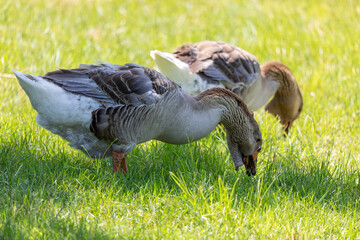 Domestic goose. American Buff Geese are very similar in appearance to Brecon Buff Geese and are marked like Toulouse Geese but are buff, rather than grey.