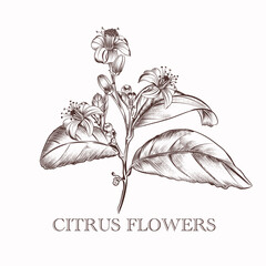 Poster - Hand drawn vector citrus flowers in vintage style