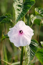 Ipomoea Violacea Is A Perennial Species Of Ipomoea That Occurs Throughout The World With The Exception Of The European Continent. It Is Most Commonly Called Beach Moonflower.