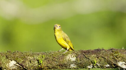 Wall Mural - a high frame rate clip of a immature male or female summer tanager perched on a branch at boca tapada in costa rica