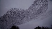 Shapeshifting Starling Murmurations Against A Pearlescent Evening Sky