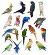 a large set of parrots. Realistic illustration of parrot species.