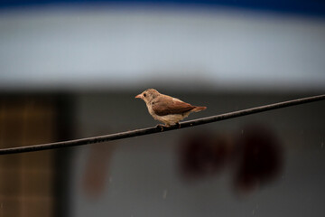 Wall Mural - sparrow on a branch