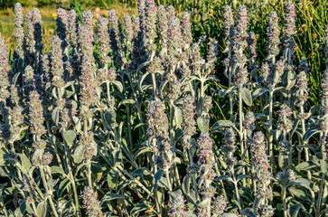 Canvas Print - Flowering Woolly hedgenettle (Stachys byzantina) plants in summer garden