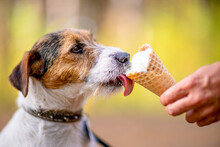 Dog Eating Ice Cream Outdoors