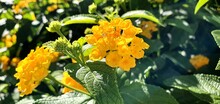 Beautiful Yellow Lantana Camara Flowers In The Garden. Blooming Yellow Flower Close Up. Floral Background.