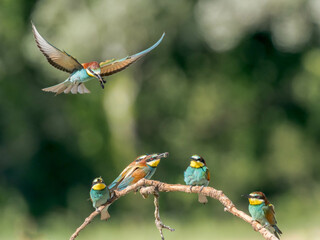the bee-eaters land on a branch near their nests often with an insect in their beak
