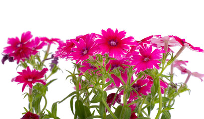 Wall Mural - Phlox Drummond isolated